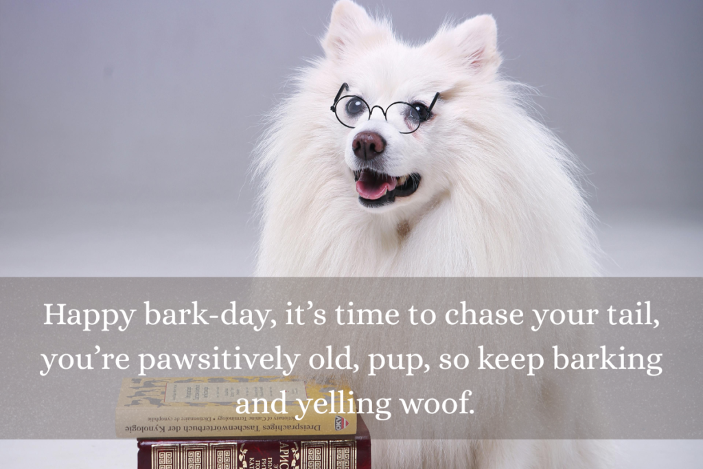 birthday wishes for dog