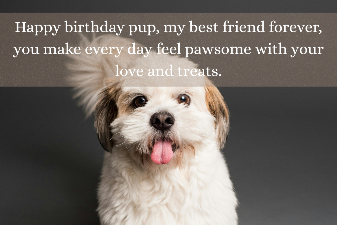 birthday wishes for dog