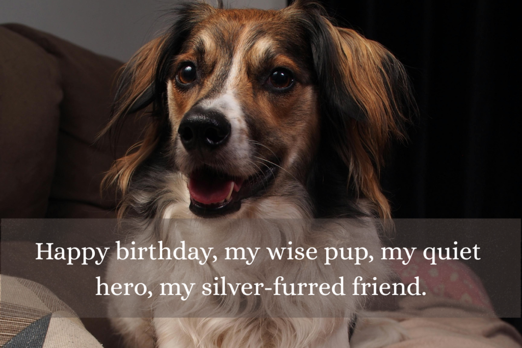 birthday wishes for dog