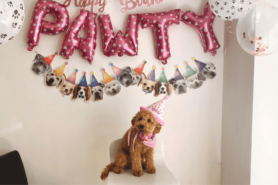 dog birthday party