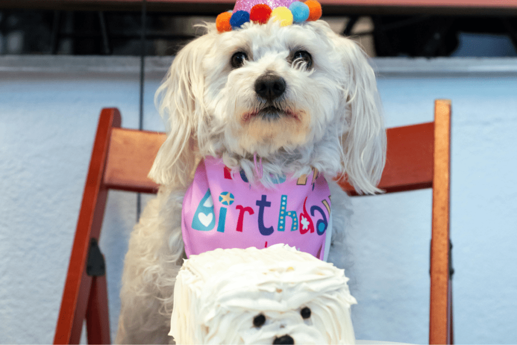 dog birthday party 